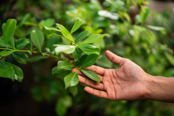 Mulching Services in Jesup, GA