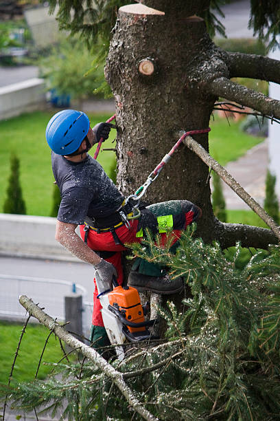 How Our Tree Care Process Works  in  Jesup, GA